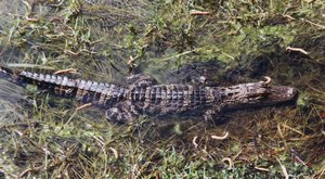 Gator_in_Lake-001-t.jpg