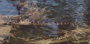 Gator_in_Lake-002-t.jpg