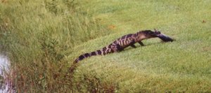 Gator_in_Lake-008-t.jpg