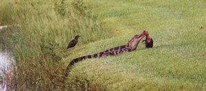 Gator_in_Lake-010-t.jpg