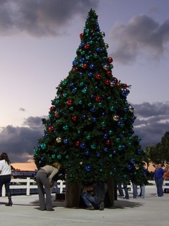 Tree Lightling & Tree Lightling & Dressage 12-08-008-t.jpg