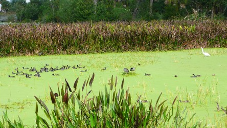 Wetlands-03-t.jpg