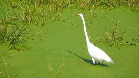 Wetlands-04-t.jpg