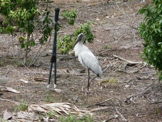 Wetlands-19-t.jpg